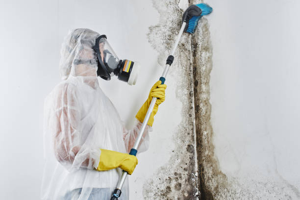 Why You Should Choose Our Mold Remediation Services in Poughkeepsie, NY